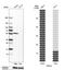 TNF Receptor Associated Factor 4 antibody, HPA052377, Atlas Antibodies, Western Blot image 