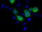 MCL1 Apoptosis Regulator, BCL2 Family Member antibody, LS-B10210, Lifespan Biosciences, Immunofluorescence image 