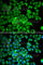 T-Complex 1 antibody, A1950, ABclonal Technology, Immunofluorescence image 