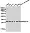 Rho GDP Dissociation Inhibitor Alpha antibody, TA327001, Origene, Western Blot image 