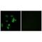 KN motif and ankyrin repeat domain-containing protein 2 antibody, A07999, Boster Biological Technology, Immunohistochemistry paraffin image 