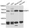 Dentin Matrix Acidic Phosphoprotein 1 antibody, STJ28009, St John