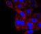 Alpha-1-antitrypsin antibody, NBP2-67135, Novus Biologicals, Immunofluorescence image 