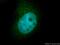 Proteasome Subunit Beta 4 antibody, 11029-1-AP, Proteintech Group, Immunofluorescence image 