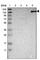 TAO Kinase 2 antibody, HPA010650, Atlas Antibodies, Western Blot image 