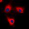 Tyrosine 3-Monooxygenase/Tryptophan 5-Monooxygenase Activation Protein Theta antibody, orb224073, Biorbyt, Immunofluorescence image 