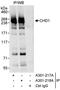 Chromodomain Helicase DNA Binding Protein 1 antibody, A301-217A, Bethyl Labs, Immunoprecipitation image 