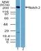 Notch Receptor 2 antibody, PA5-23455, Invitrogen Antibodies, Western Blot image 