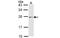 Endothelin 3 antibody, MBS835625, MyBioSource, Western Blot image 