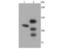 CCCTC-Binding Factor antibody, A00132, Boster Biological Technology, Western Blot image 