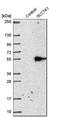 Solute Carrier Family 7 Member 1 antibody, HPA039721, Atlas Antibodies, Western Blot image 