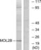 MOB Kinase Activator 3B antibody, LS-C119121, Lifespan Biosciences, Western Blot image 