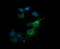 Kallikrein Related Peptidase 8 antibody, LS-C174721, Lifespan Biosciences, Immunofluorescence image 