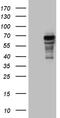 Proline dehydrogenase, mitochondrial antibody, TA810471, Origene, Western Blot image 