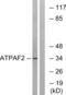 ATP Synthase Mitochondrial F1 Complex Assembly Factor 2 antibody, abx014222, Abbexa, Western Blot image 