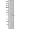 Neuropeptides B And W Receptor 1 antibody, PA5-67869, Invitrogen Antibodies, Western Blot image 