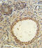 Anti-Mullerian Hormone antibody, 64-198, ProSci, Immunohistochemistry paraffin image 
