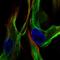 Vimentin antibody, HPA001762, Atlas Antibodies, Immunofluorescence image 