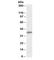 Cell adhesion molecule 1 antibody, R34037-100UG, NSJ Bioreagents, Western Blot image 