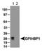 Glycosylphosphatidylinositol Anchored High Density Lipoprotein Binding Protein 1 antibody, NB110-41537, Novus Biologicals, Western Blot image 