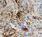 Integrin Subunit Alpha 1 antibody, PA5-47763, Invitrogen Antibodies, Immunohistochemistry frozen image 