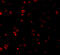 Interferon Regulatory Factor 3 antibody, A00165-1, Boster Biological Technology, Immunofluorescence image 