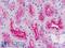 Ring Finger Protein 7 antibody, LS-B8759, Lifespan Biosciences, Immunohistochemistry paraffin image 