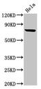 Ring Finger Protein 219 antibody, CSB-PA019878LA01HU, Cusabio, Western Blot image 