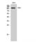 Connector Enhancer Of Kinase Suppressor Of Ras 2 antibody, LS-C382781, Lifespan Biosciences, Western Blot image 