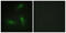 Heterogeneous Nuclear Ribonucleoprotein A1 antibody, abx013372, Abbexa, Western Blot image 