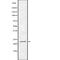 ADP Ribosylation Factor Like GTPase 4A antibody, abx148335, Abbexa, Western Blot image 