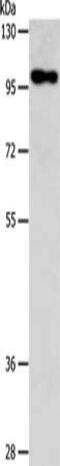 Actin Filament Associated Protein 1 antibody, CSB-PA098902, Cusabio, Western Blot image 