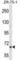 Peptidylprolyl Isomerase Domain And WD Repeat Containing 1 antibody, abx029766, Abbexa, Western Blot image 