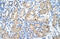 Uroporphyrinogen Decarboxylase antibody, 29-631, ProSci, Immunohistochemistry paraffin image 