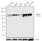 Notch Receptor 2 antibody, 711012, Invitrogen Antibodies, Western Blot image 