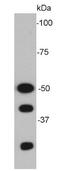Nuclear Factor Kappa B Subunit 1 antibody, NBP2-66976, Novus Biologicals, Western Blot image 