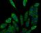 Kinesin Family Member 11 antibody, NBP2-76927, Novus Biologicals, Immunofluorescence image 