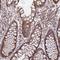 Rab Interacting Lysosomal Protein Like 1 antibody, HPA041314, Atlas Antibodies, Immunohistochemistry frozen image 