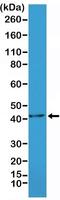 Actin Alpha 2, Smooth Muscle antibody, NBP2-61486, Novus Biologicals, Western Blot image 