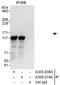 Tripartite Motif Containing 28 antibody, A303-838A, Bethyl Labs, Immunoprecipitation image 