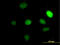 T-Box 2 antibody, LS-C198306, Lifespan Biosciences, Immunofluorescence image 