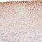 Cyclin Dependent Kinase 5 antibody, A00511-1, Boster Biological Technology, Immunohistochemistry paraffin image 