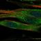 Polypeptide N-Acetylgalactosaminyltransferase 15 antibody, HPA017076, Atlas Antibodies, Immunofluorescence image 