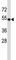 Tubulin alpha-3C/D chain antibody, F43046-0.4ML, NSJ Bioreagents, Western Blot image 