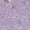G Protein Subunit Alpha O1 antibody, PA5-59337, Invitrogen Antibodies, Immunohistochemistry paraffin image 
