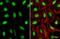 Homeobox C10 antibody, NBP2-16874, Novus Biologicals, Immunofluorescence image 