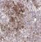 Sterol Regulatory Element Binding Transcription Factor 1 antibody, NBP2-54707, Novus Biologicals, Immunohistochemistry frozen image 