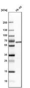 YY1 Transcription Factor antibody, NBP1-85260, Novus Biologicals, Western Blot image 