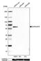 Golgi Reassembly Stacking Protein 2 antibody, NBP1-89747, Novus Biologicals, Western Blot image 