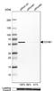 Cyclin B1 antibody, NBP2-55200, Novus Biologicals, Western Blot image 